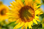 Sonnenblumen