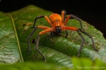 Bananenspinne (Cupiennius getazi), Rusty Wandering Spider