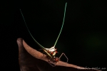Langhornspinne (Gasteracantha arcuata), long horn spider