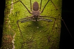 Schwanzlose Peitschen-Skorpion (Phrynus gervaisii), Tailless Whip Scorpion