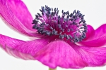 Anemone