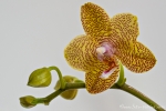Orchidee (Phalenopsis)