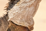 Australische Wasseragame (Physignathus lesueurii), Water Dragon
