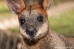 Wallaby - Billabong & Koala Wildlife Park