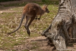 Große Sprünge - Wallaby - Billabong & Koala Wildlife Park