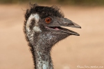 Emu (Dromaiidae, Dromaius) - Billabong & Koala Wildlife Park