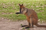 Wallaby - Billabong & Koala Wildlife Park