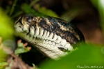 Portrait einer Python (molurus)