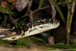 Python (molurus)