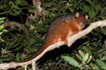 Gewöhnlicher Ringbeutler, (Pseudocheirus peregrinus), Common Brushtail Possum