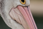 Portrait eines Pelikans
