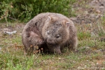 Wombat (Vombatidae)