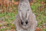 Graues Riesenkänguru (Macropus)