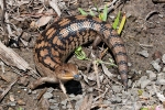 Australischer Blauzungenskink (Tiliqua scincoids), Common Bluetongue