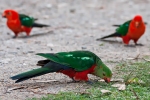Königssittich (Alisterus scapularis), Australian King-Parrot