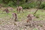 Der Murramarang National Park ist bekannt für seine große Kängurupopulation