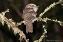 Eulenschwalm (Podargus strigoides), Tawny Frogmouth