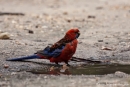 Edelpapagei (Eclectus roratus), Eclectus Parrot, Weibchen - Raymond Island