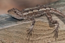 Gemalte Bartagame (Ctenophorus pictus), Painted Dragon