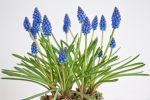 Traubenhyazinthen (Muscari)