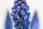 Traubenhyazinthen (Muscari)