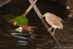 Paddyreiher (Ardeola grayii), Indian Pond-Heron