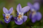 Wald-Veilchen (Viola reichenbachiana)