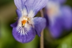 Wald-Veilchen (Viola reichenbachiana)