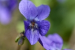 Wald-Veilchen (Viola reichenbachiana)