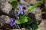 Wald-Veilchen (Viola reichenbachiana)