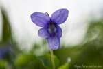 Wald-Veilchen (Viola reichenbachiana)