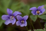 Wald-Veilchen (Viola reichenbachiana)