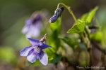 Wald-Veilchen (Viola reichenbachiana)