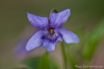 Wald-Veilchen (Viola reichenbachiana)