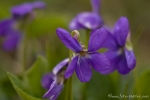 Wald-Veilchen (Viola reichenbachiana)