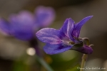 Wald-Veilchen (Viola reichenbachiana)