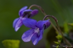 Wald-Veilchen (Viola reichenbachiana)