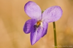 Wald-Veilchen (Viola reichenbachiana)