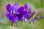 Wald-Veilchen (Viola reichenbachiana)