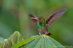 Kolibri (Nektarvogel)