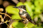 Pantanal